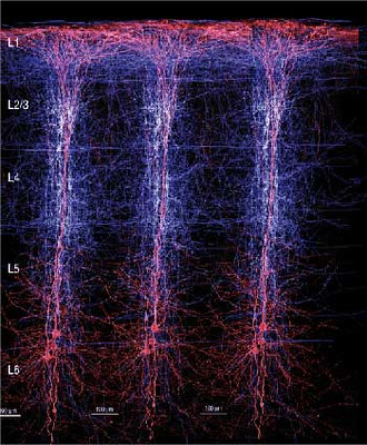 Fraclal Brain inside activity